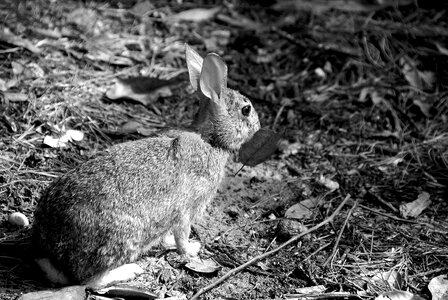 Rabbit cute wild photo