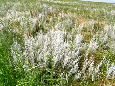 Artemisia Maritima in Saltmarsh near Friedrichskoog, Nationalpark Schleswig-Holsteinisches Wattenmeer, Germany, July 2006