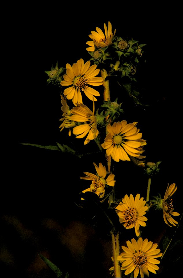 Image title: Compass plant flower
Image from Public domain images website, http://www.public-domain-image.com/full-image/flora-plants-public-domain-images-pictures/flowers-public-domain-images-picture