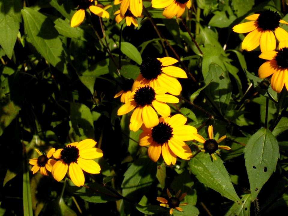 Rudbeckia triloba flowers