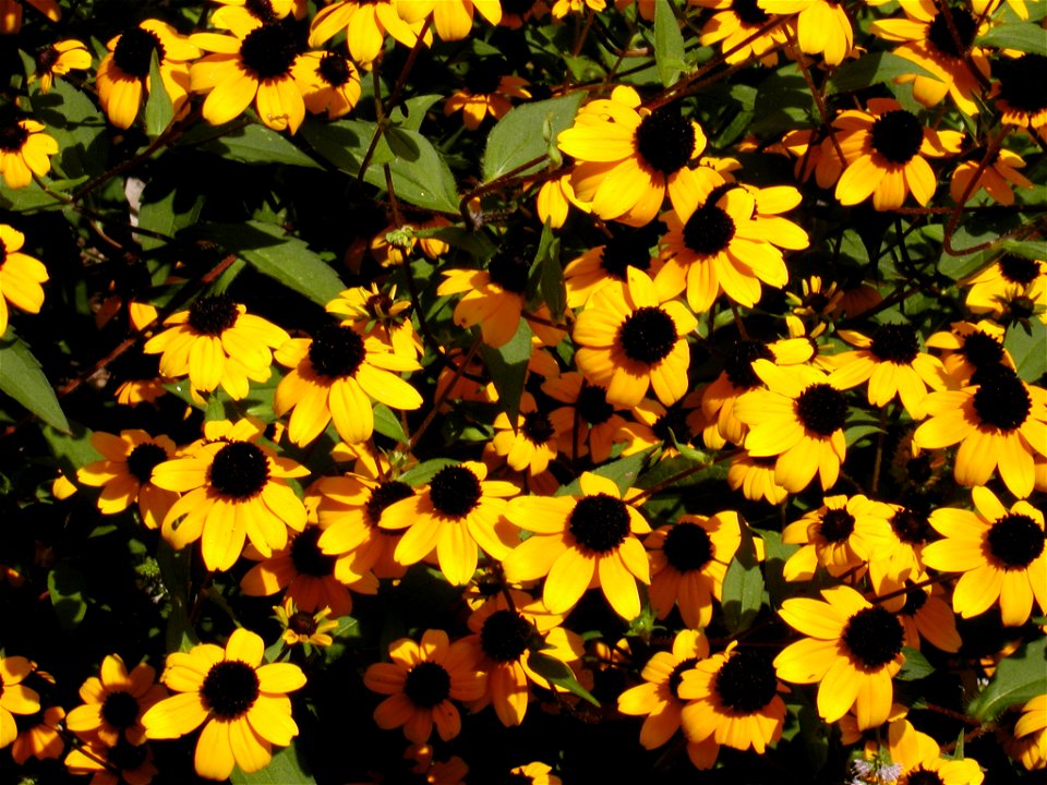 Rudbeckia triloba flowers