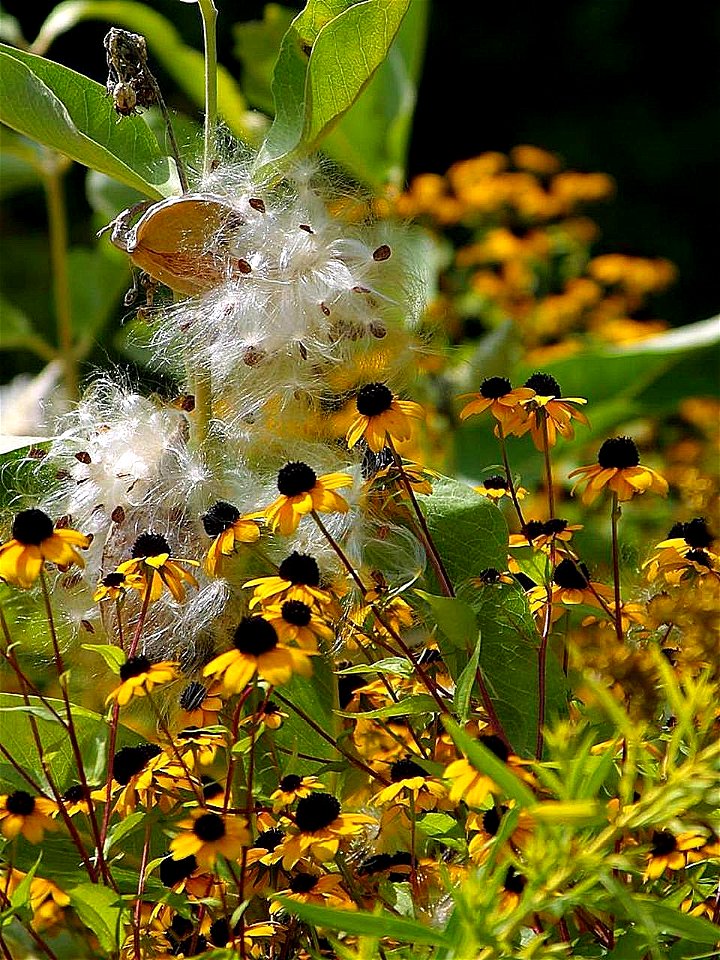 Image title: Small yellow black flowers on grass
Image from Public domain images website, http://www.public-domain-image.com/full-image/flora-plants-public-domain-images-pictures/flowers-public-domain