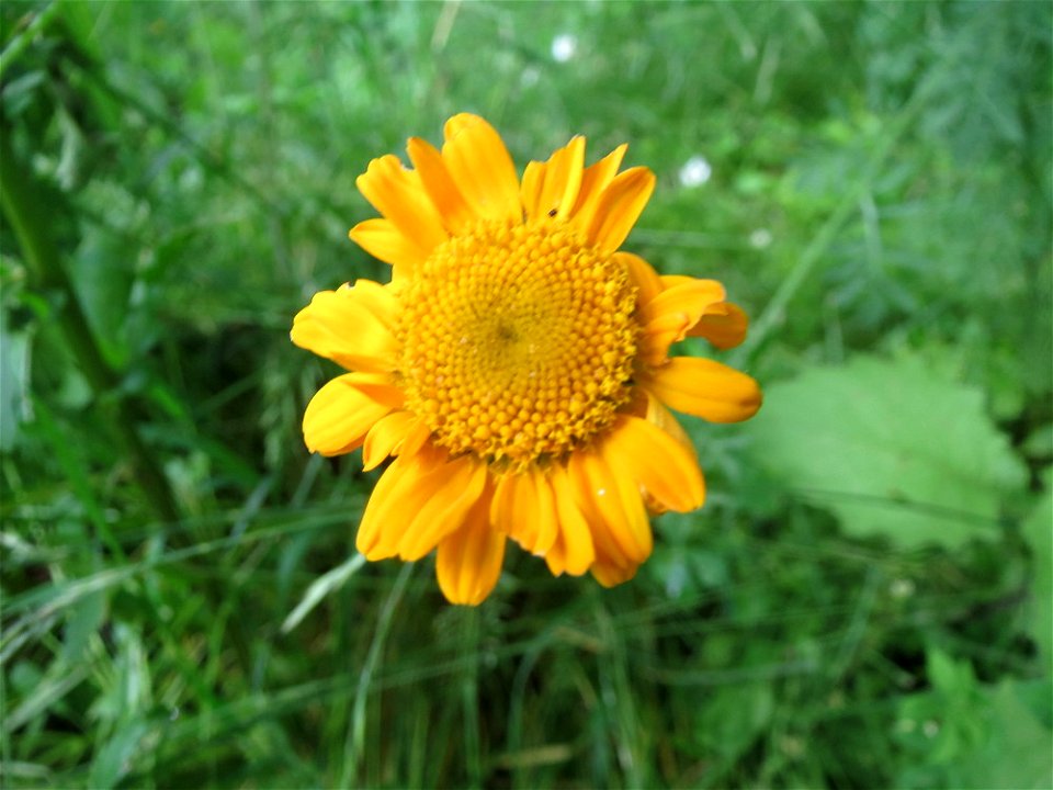 Färberkamille (Cota tinctoria) an der Saar in Saarbrücken