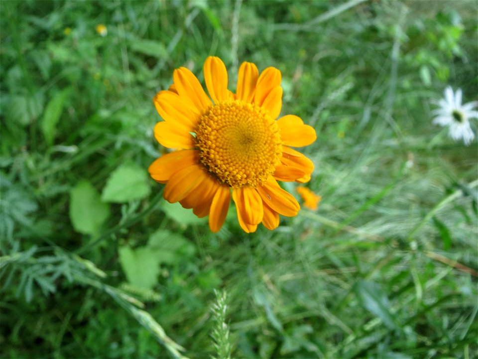 Färberkamille (Cota tinctoria) an der Saar in Saarbrücken