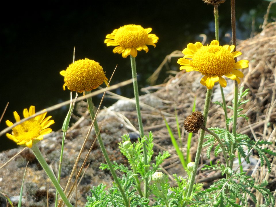 Färberkamille (Cota tinctoria) am Kraichbach in Hockenheim - inmitten des Baustellen-Großprojekts zur Renaturierung des Kraichsbach haben noch ein paar Pflanzen überlebt