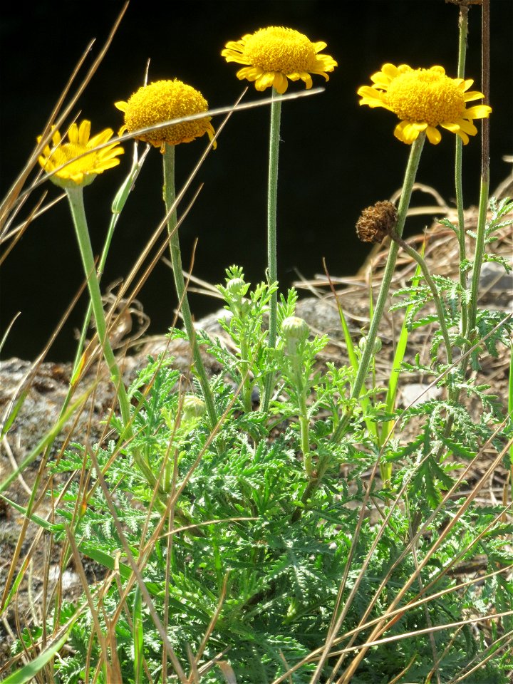 Färberkamille (Cota tinctoria) am Kraichbach in Hockenheim - inmitten des Baustellen-Großprojekts zur Renaturierung des Kraichsbach haben noch ein paar Pflanzen überlebt