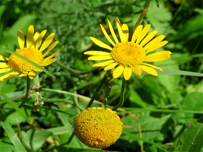 Färberkamille (Cota tinctoria) im Bürgerpark Saarbrücken