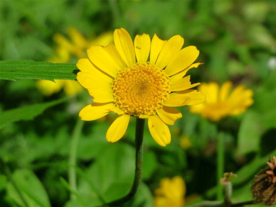 Färberkamille (Cota tinctoria) im Bürgerpark Saarbrücken