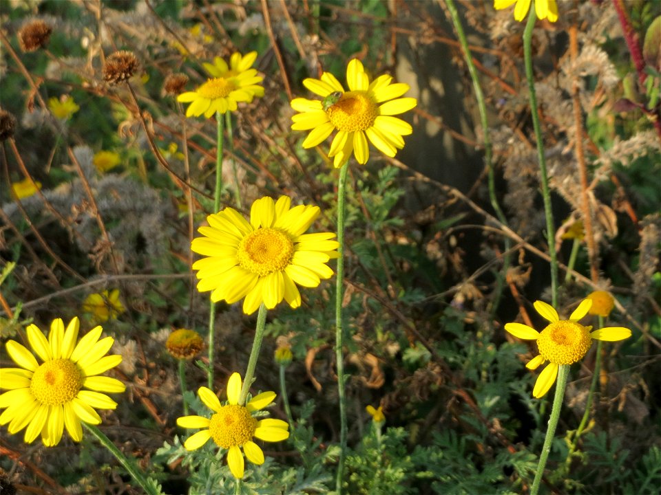 Färberkamille (Cota tinctoria) in Schwetzingen