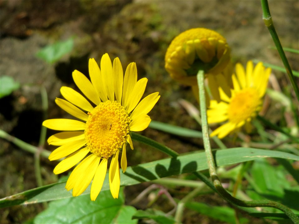Färberkamille (Cota tinctoria) im Bürgerpark Saarbrücken