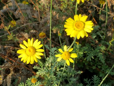 Färberkamille (Cota tinctoria) in Schwetzingen