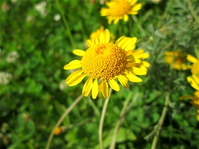 Färberkamille (Cota tinctoria) in Saarbrücken