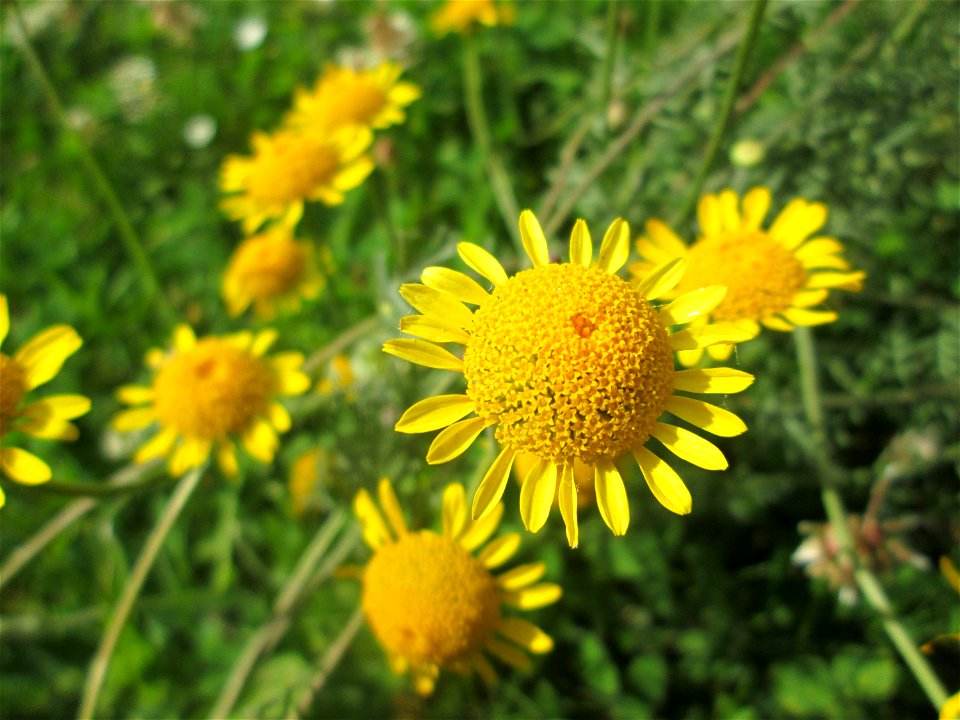 Färberkamille (Cota tinctoria) in Saarbrücken