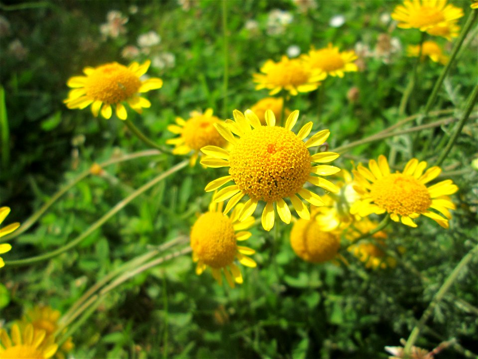 Färberkamille (Cota tinctoria) in Saarbrücken