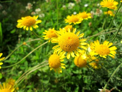 Färberkamille (Cota tinctoria) in Saarbrücken