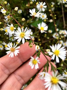 Bushy Aster (Symphyotrichum dumosum)