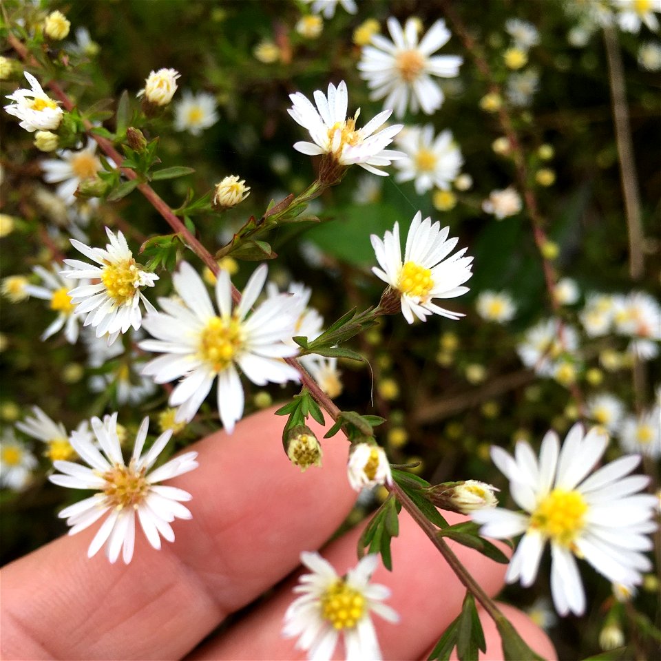 Bushy Aster (Symphyotrichum dumosum)
