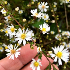 Bushy Aster (Symphyotrichum dumosum)