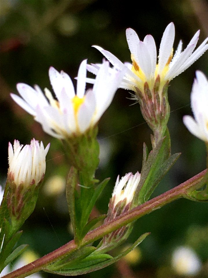 Bushy Aster (Symphyotrichum dumosum)