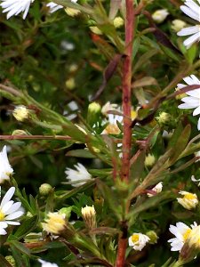 Bushy Aster (Symphyotrichum dumosum)