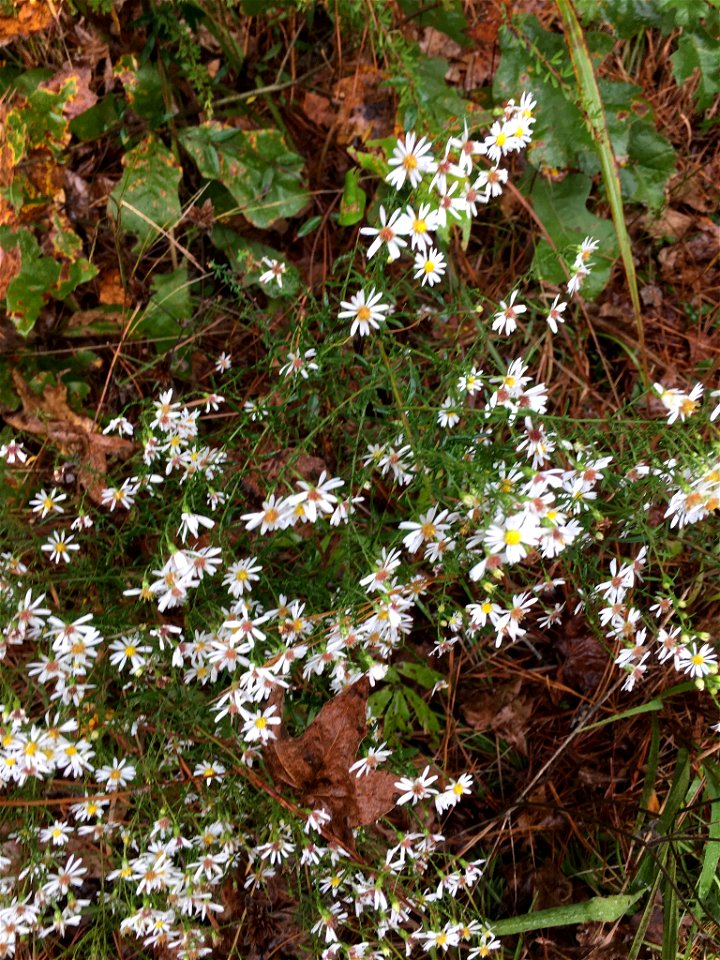 Bushy Aster (Symphyotrichum dumosum)