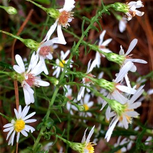 Bushy Aster (Symphyotrichum dumosum)