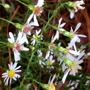 Bushy Aster (Symphyotrichum dumosum) photo