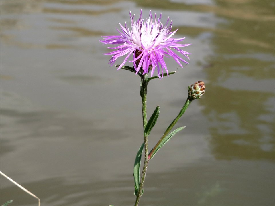 Wiesen-Flockenblume (Centaurea jacea) bei Altlußheim im Rheinhochwasser