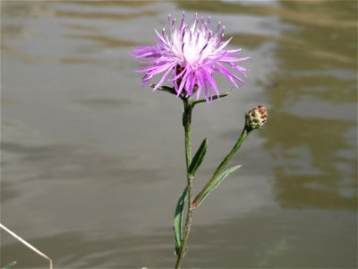 Wiesen-Flockenblume (Centaurea jacea) bei Altlußheim im Rheinhochwasser