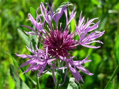 Wiesen-Flockenblume (Centaurea jacea) in den Horststückern im Landschaftsschutzgebiet „Hockenheimer Rheinbogen“