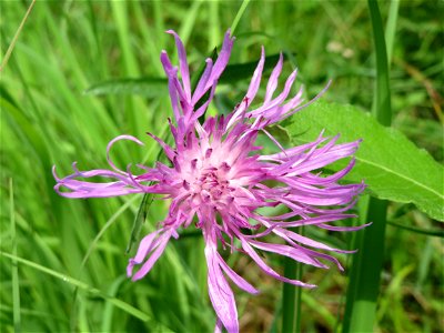 Wiesen-Flockenblume (Centaurea jacea) am Geißböckelgraben bei Philippsburg