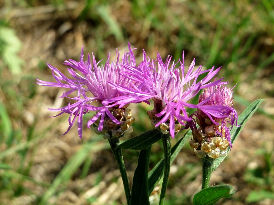Wiesen-Flockenblume (Centaurea jacea) bei Wiesbaden-Nordenstadt