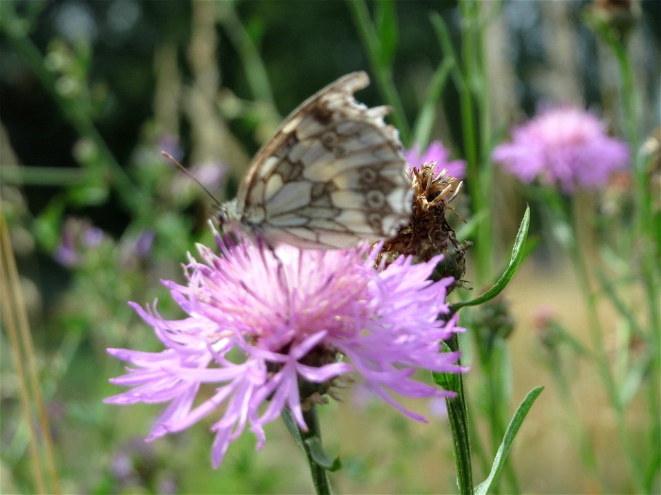 Wiesen-Flockenblume (Centaurea jacea) mit Schachbrett (Melanargia galathea) im Naturschutzgebiet Gewann Frankreich-Wiesental