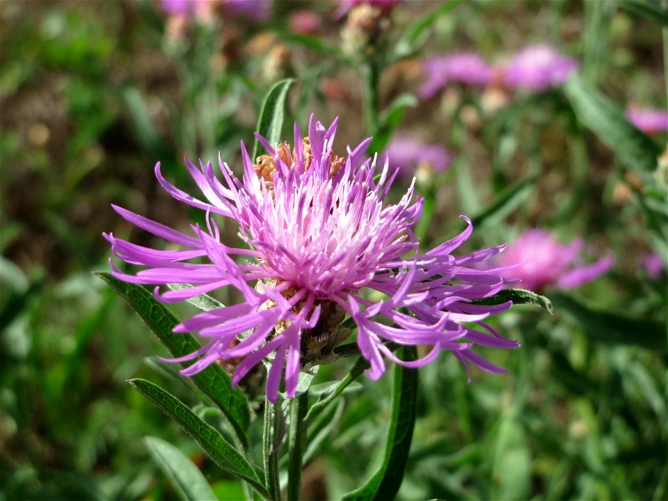 Wiesen-Flockenblume (Centaurea jacea) in Hockenheim
