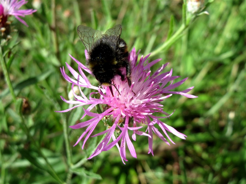 Wiesen-Flockenblume (Centaurea jacea) in Hockenheim