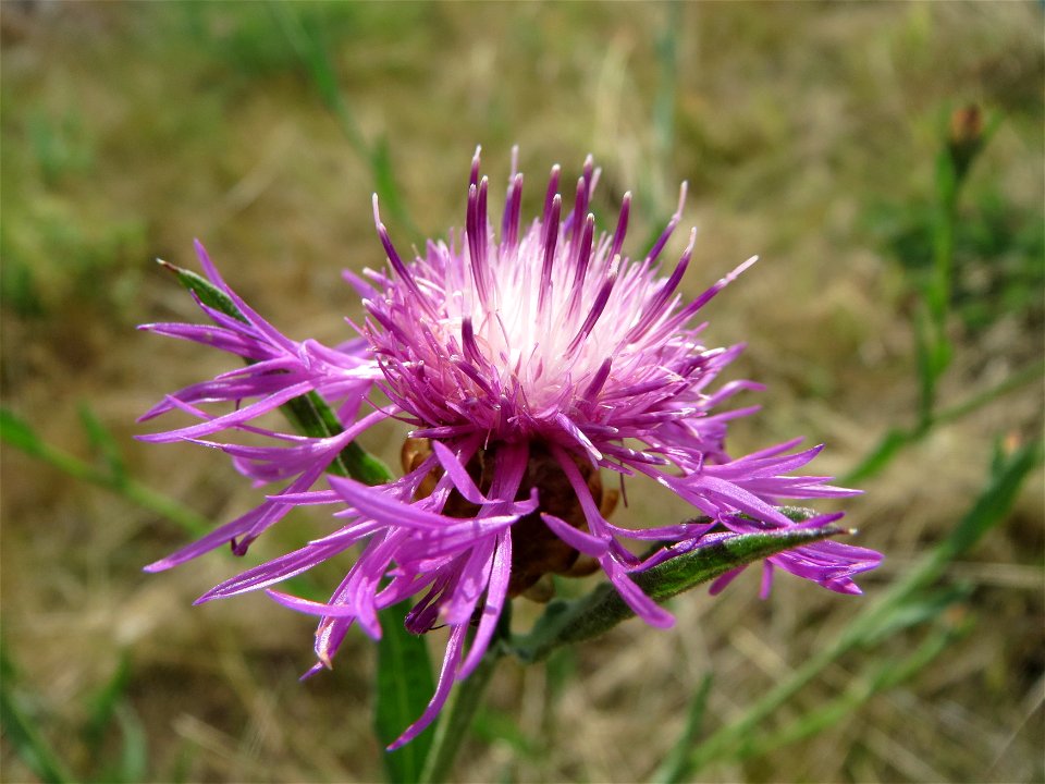 Wiesen-Flockenblume (Centaurea jacea) bei Oftersheim