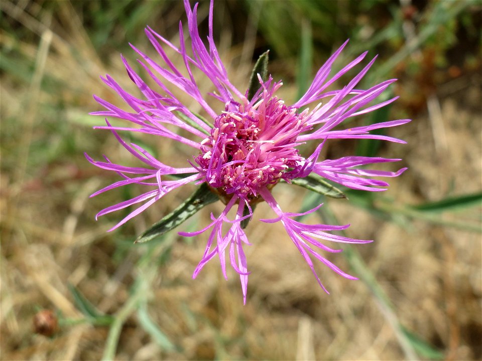 Wiesen-Flockenblume (Centaurea jacea) bei Oftersheim
