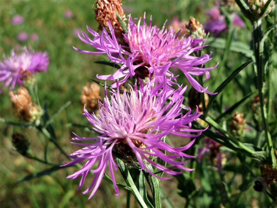 Wiesen-Flockenblume (Centaurea jacea) in Hockenheim
