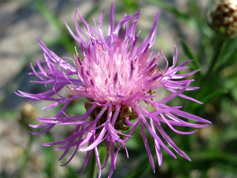 Wiesen-Flockenblume (Centaurea jacea) in Hockenheim