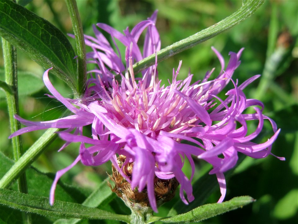 Wiesen-Flockenblume (Centaurea jacea) am Schalkenmehrener Maar