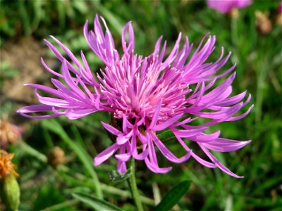 Wiesen-Flockenblume (Centaurea jacea) in Schalkenmehren