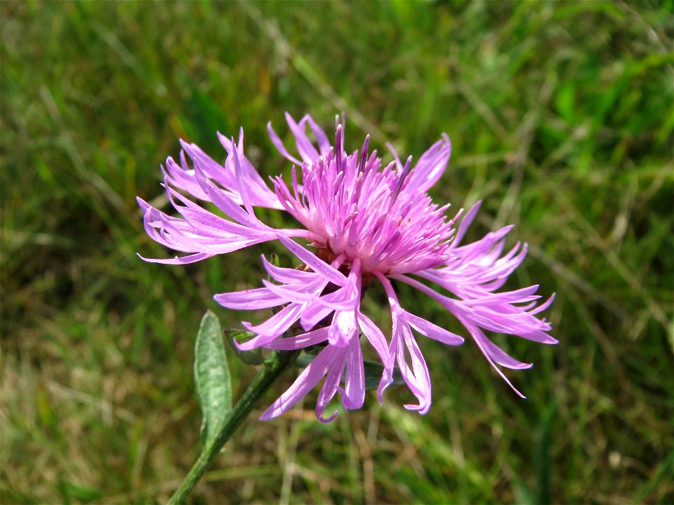 Wiesen-Flockenblume (Centaurea jacea) im Naturschutzgebiet Mürmes
