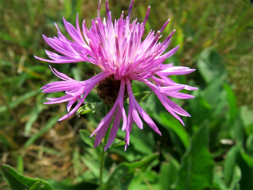 Wiesen-Flockenblume (Centaurea jacea) im Naturschutzgebiet Mürmes