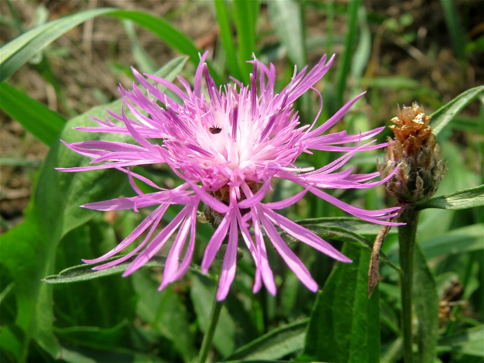 Wiesen-Flockenblume (Centaurea jacea) am Rhein bei Altlußheim