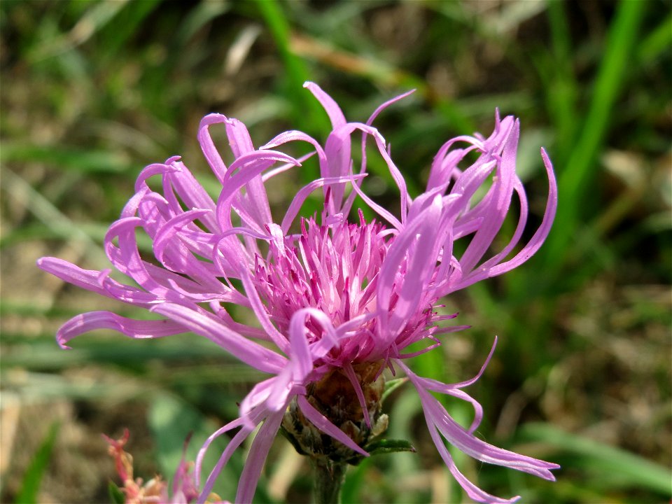 Wiesen-Flockenblume (Centaurea jacea) am Rhein bei Altlußheim