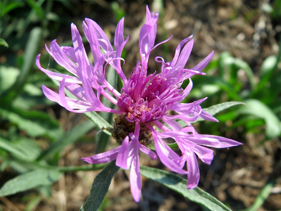 Wiesen-Flockenblume (Centaurea jacea) bei Reilingen