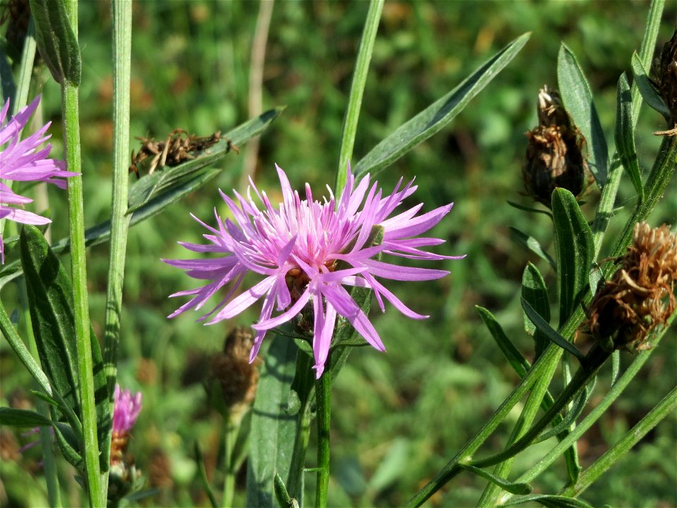Wiesen-Flockenblume (Centaurea jacea) in Hockenheim