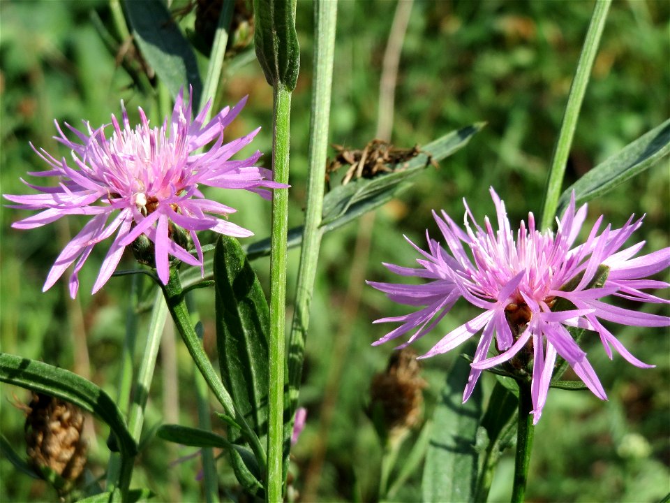 Wiesen-Flockenblume (Centaurea jacea) in Hockenheim