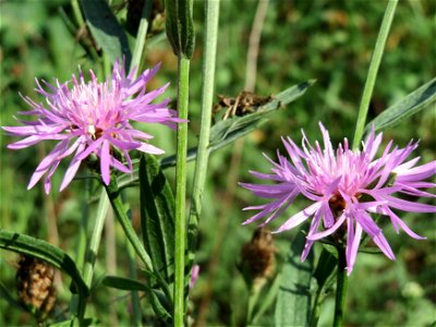 Wiesen-Flockenblume (Centaurea jacea) in Hockenheim