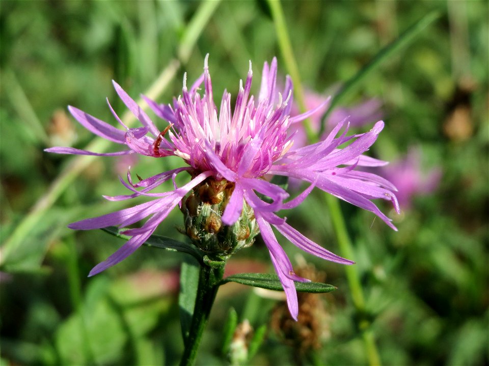 Wiesen-Flockenblume (Centaurea jacea) in Hockenheim